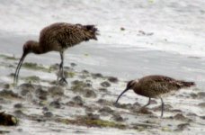 curlew whimbril carlingford apr 07.jpg