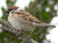 tree sparrow balaggan apr 07.jpg
