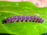 larva (800).jpg