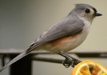 Titmouse02.jpg