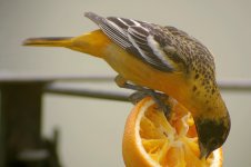 ORIOLE06.jpg