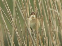 DS reed warbler, players 160507 1.jpg