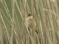 DS reed warbler, players 160507 2.jpg