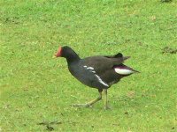 DS moorhen walking, players 160507 .jpg