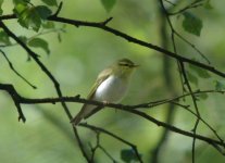 WoodWarbler.JPG