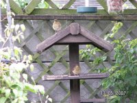 3)Robin Babies.jpg