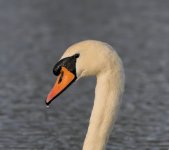 swan.jpg