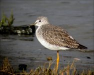 yellowlegs - san fran dec 2003-1.JPG