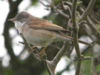 Whitethroat.jpg