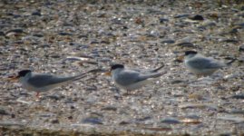 L terns baltray 290407.JPG