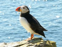 Puffin2.jpg