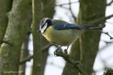 BlueTit@EtherleyMoor_140307.jpg