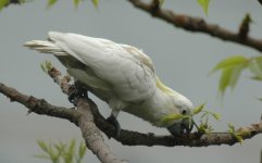 3YBCockatoo.JPG