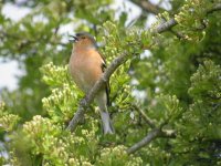 Chaffinch1.JPG