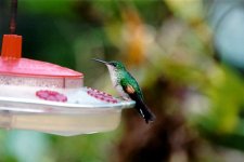 Stripe-tailed HummingbirdCR.jpg