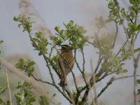 Sedge Warbler2.JPG