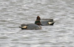 Green-winged-Teal-(3)-Titch.jpg