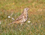 Mistle-Thrush-(2)-Holme1503.jpg