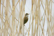 Great Reed Warbler singing.jpg