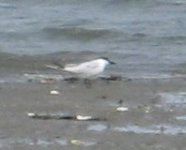 mystery tern.jpg