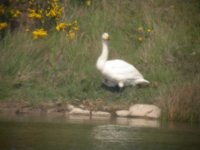 tn_Whooper Swan at Keenan's Pond 1.JPG