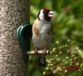 Goldfinch09.jpg