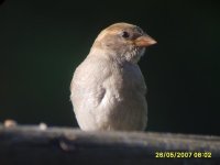 House Sparrow 26-05-07.jpg