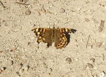 speckled wood battered Easter 2007.jpg