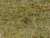 A PIPIT MEADOW UNUSUAL BUFF FORM HOLKOM 040907 (Small).jpg