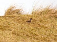 A RING OUZEL 1 OF 2 BIRDS  HOLKHAM DUNES 090407 (Small).jpg