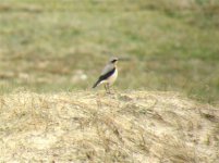 A WHEATEAR HOLKHAM DUNES 090407 (Small).jpg