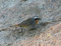 looks like cape robin but at augrabies nth west.jpg
