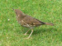 DS song thrush on grass 090407 .jpg