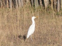 Egret.jpg