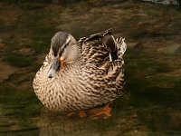 Female Mallard.jpg