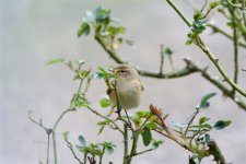 Chiffchaff_in_garden_222__1a.jpg