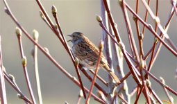 Dunnock singing 233 1.jpg