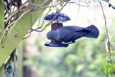 Jackdaw on nuts 181 D 1 copy.jpg