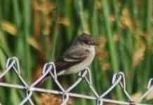 Wood-pewee2.jpg