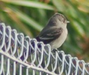 Wood-pewee4.jpg