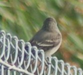 wood-pewee back.jpg