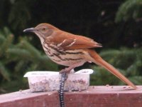 sparrow thrasher may 06 032.jpg
