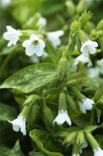 Pulmonaria 'Sissinghurst White'.jpg