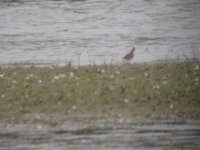 Pectoral Sandpiper bf.jpg