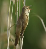 Acrocephalus arundinaceus.jpg