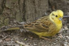 Yellowhammer.jpg