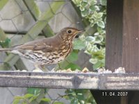 4)Song Thrush.JPG