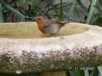 5)Robin in bath.JPG