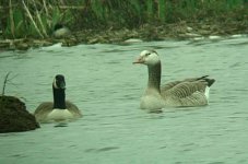 Greylag.jpg