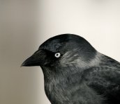 Jackdaw.jpg